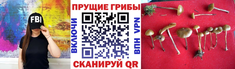 Псилоцибиновые грибы MAGIC MUSHROOMS  Купить  Таганрог 